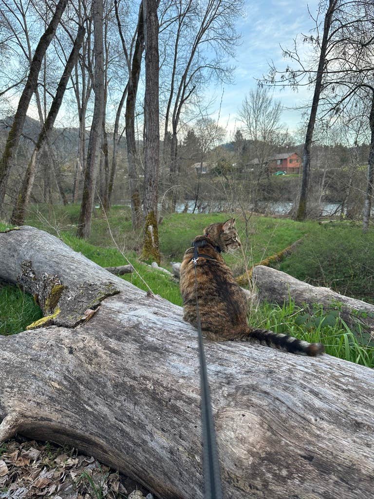 Kathy B.'s photo of camping with pets at Valley of the Rogue State Park Campground near Kerby, OR