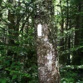 Review photo of Elkmont Campground — Great Smoky Mountains National Park by Chastity H., July 15, 2019