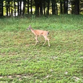 Review photo of Kincaid Lake State Park Campground by Elle H., July 15, 2019