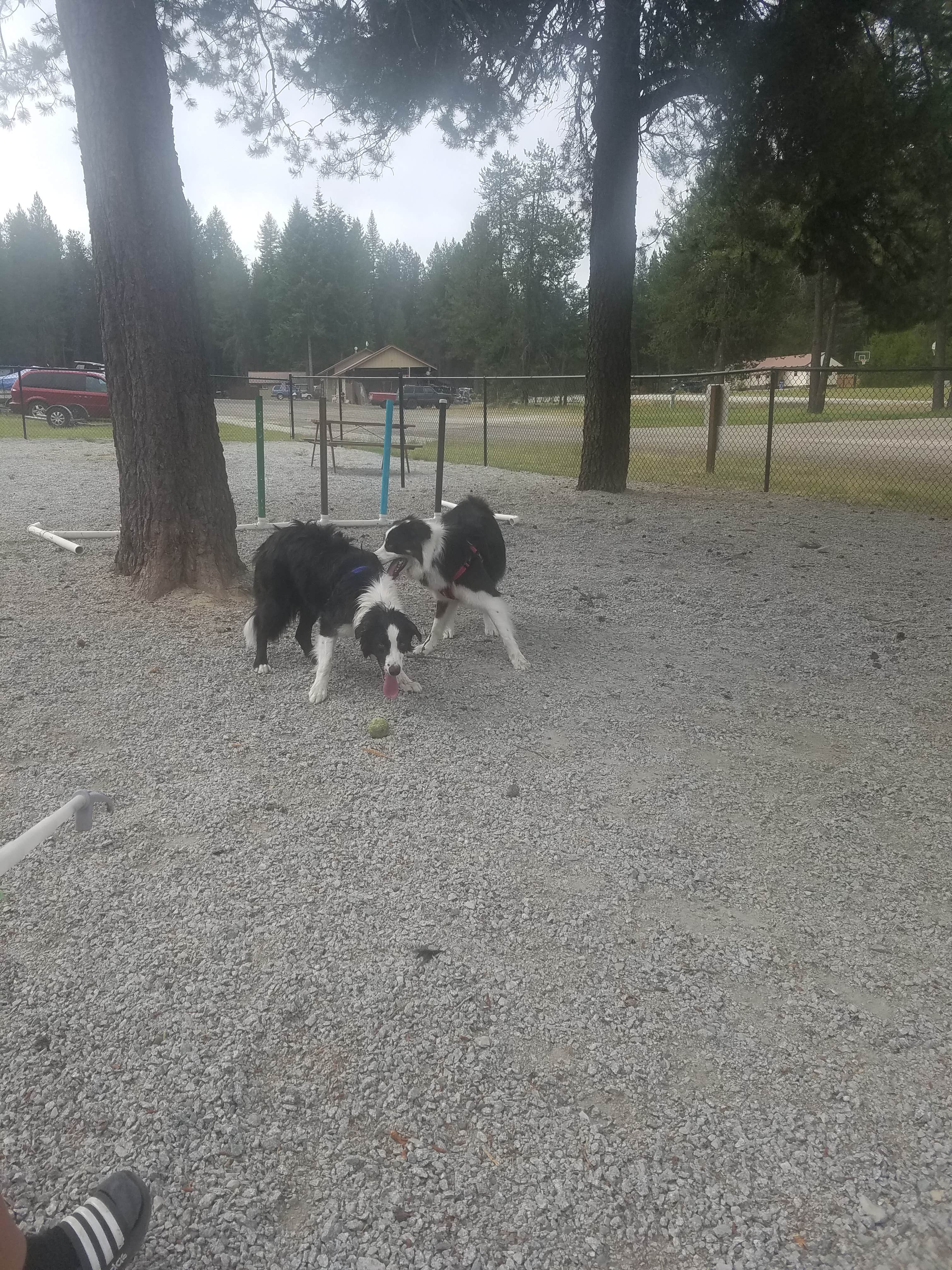 pat  H.'s photo of camping with pets at Thousand Trails Little Diamond near Cusick, WA