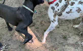 Evelyn T.'s photo of camping with pets at Sun Retreats Shenandoah Valley near Montebello, VA