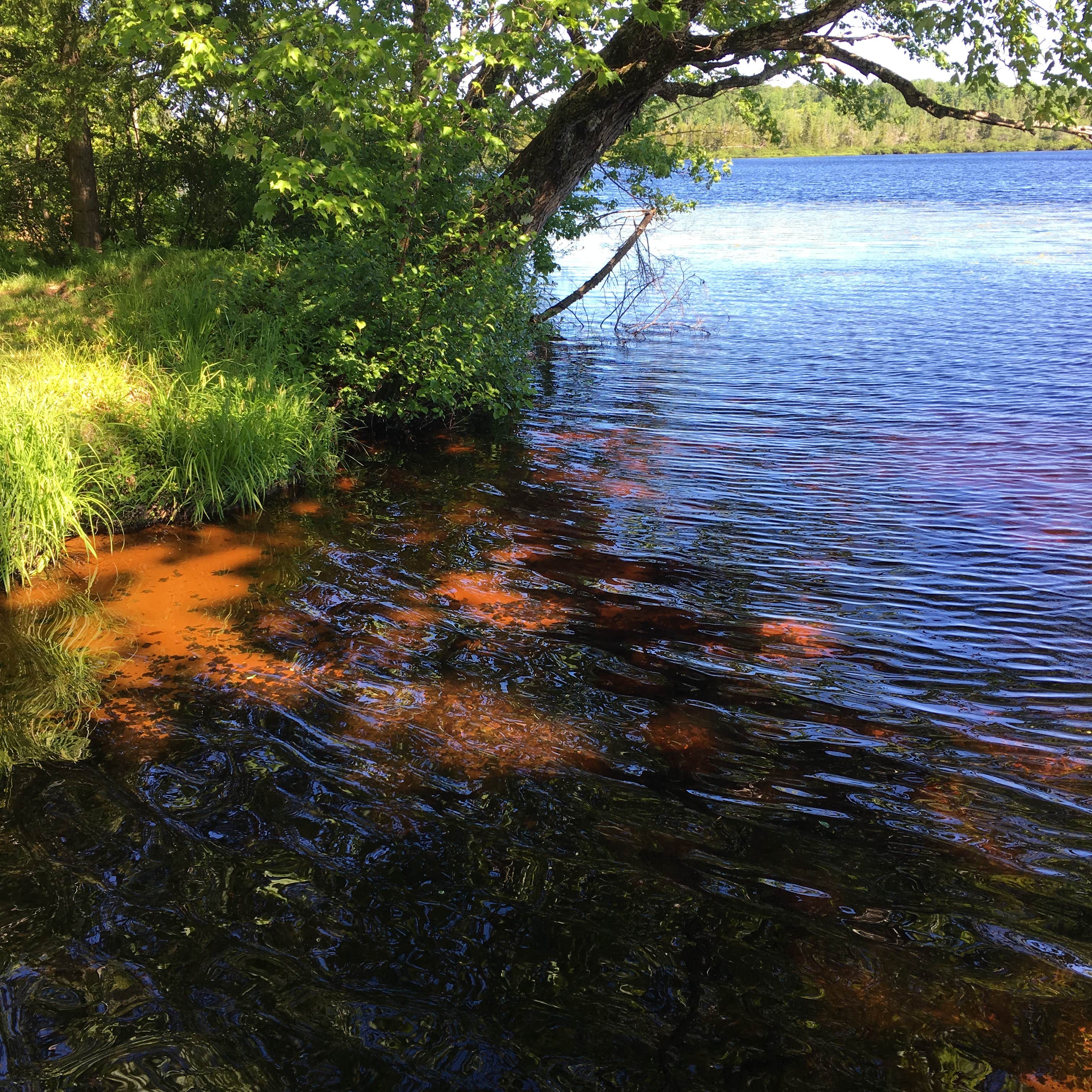 Bob Lake Campground: Where Wilderness Meets Fun In Michigan’s Heart