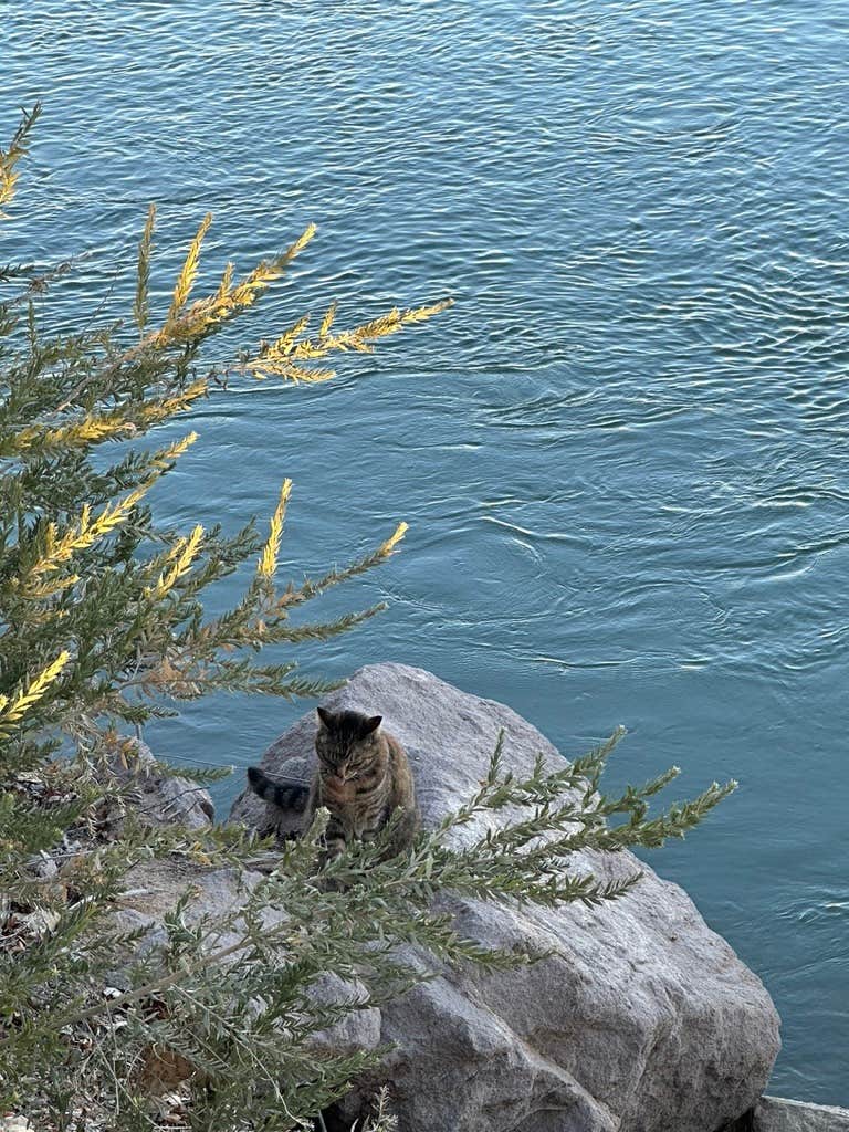 Kathy B.'s photo of a dispersed camping area at Cibola National Wildlife Refuge - East near Blythe, CA