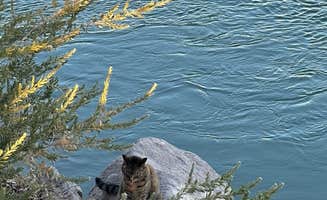 Kathy B.'s photo of a dispersed camping area at Cibola National Wildlife Refuge - East near Palo Verde, CA