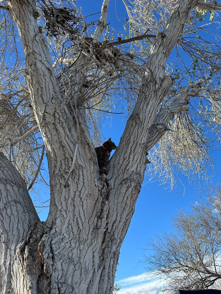 Camper-submitted photo at Cibola National Wildlife Refuge - East near Blythe, CA