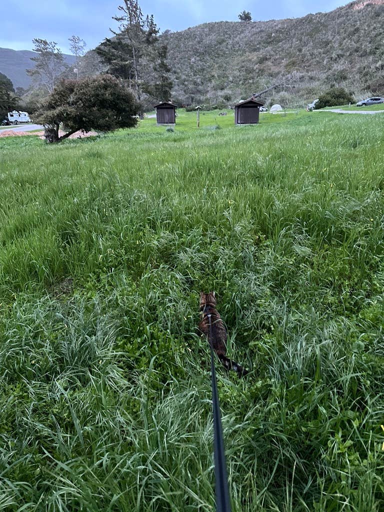 Kathy B.'s photo of camping with pets at Islay Creek Campground — Montaña de Oro State Park near Cambria, CA
