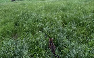Kathy B.'s photo of camping with pets at Islay Creek Campground — Montaña de Oro State Park near San Luis Obispo, CA