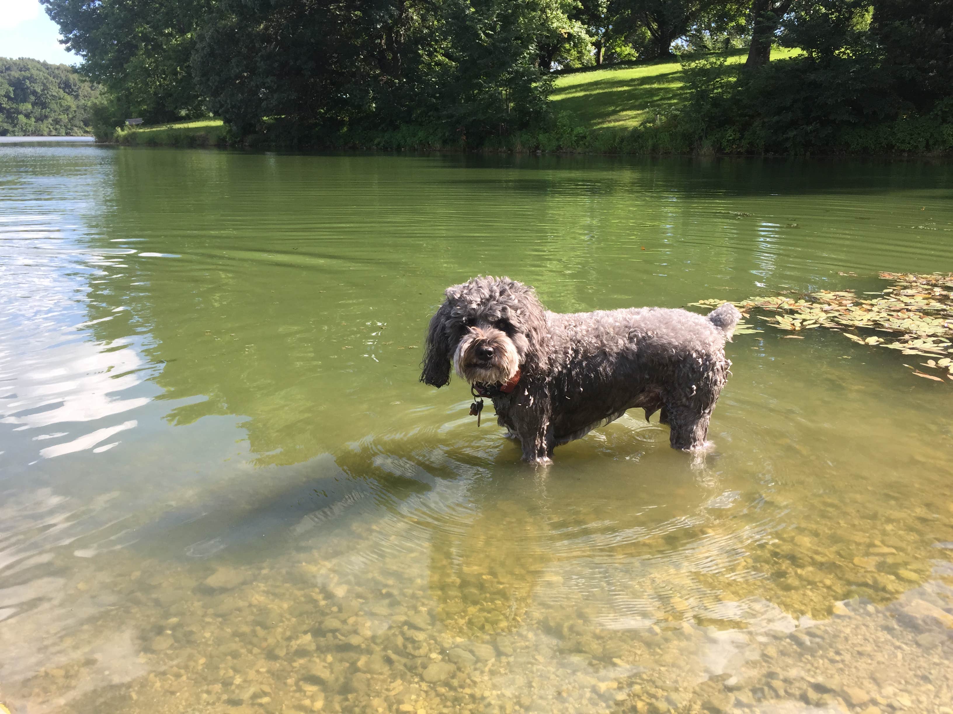 Molly G.'s photo of camping with pets at Chief Keokuk Campground — Johnson-Sauk Trail State Recreation Area near Galesburg, IL
