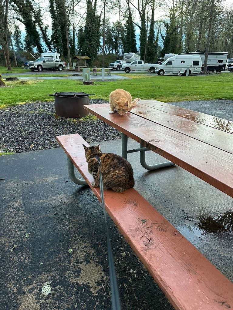 Kathy B.'s photo of rv camping at Gills Landing RV Park near Adair Village, OR