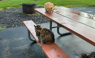 Kathy B.'s photo of rv camping at Gills Landing RV Park near Jefferson, OR