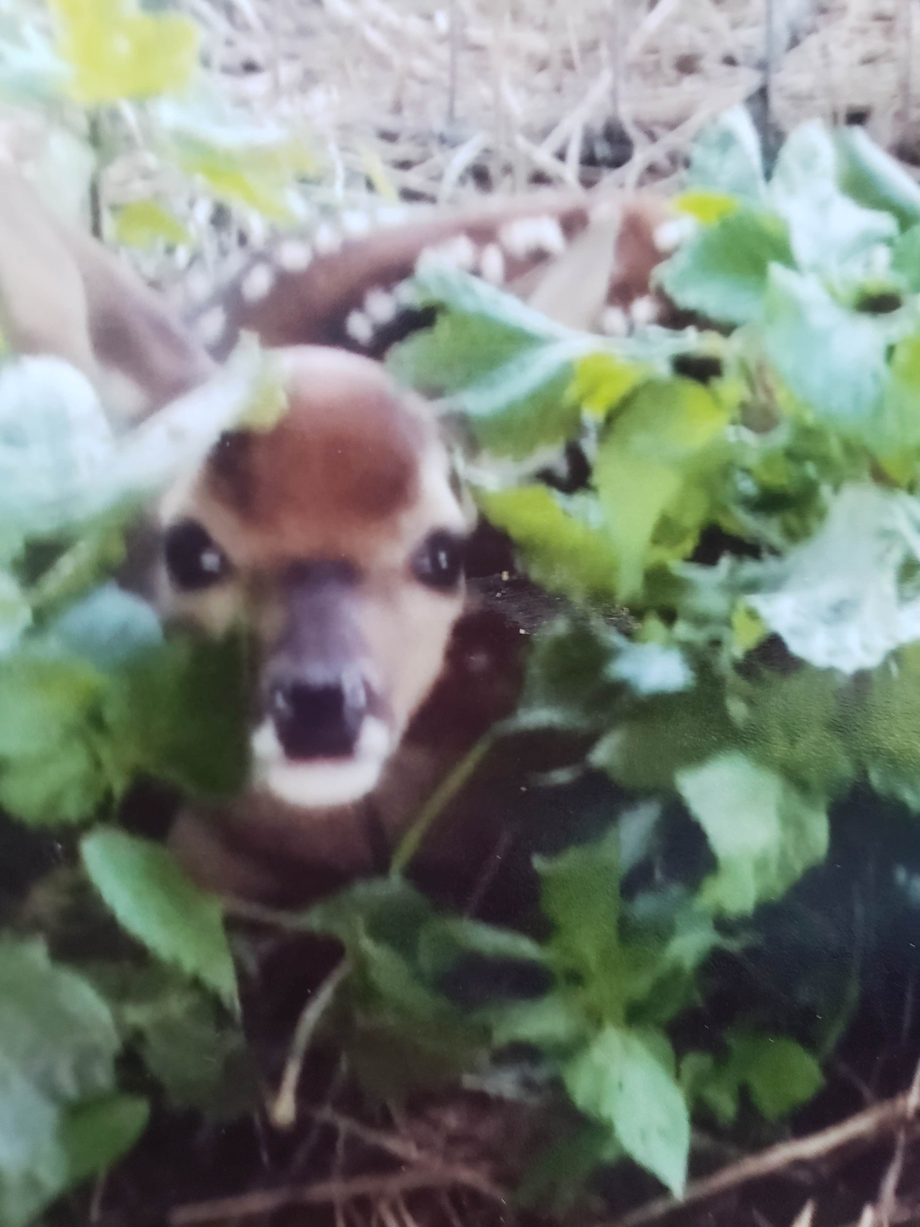 Jay C.'s photo of camping with pets at Red River Sandbox Camping: Dancing Deer Meadow - CLOSED near Hugo Lake