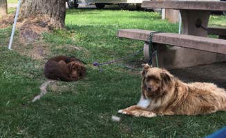 Stephanie S.'s photo of camping with pets at Olympic Peninsula-Port Angeles KOA near Port Angeles, WA