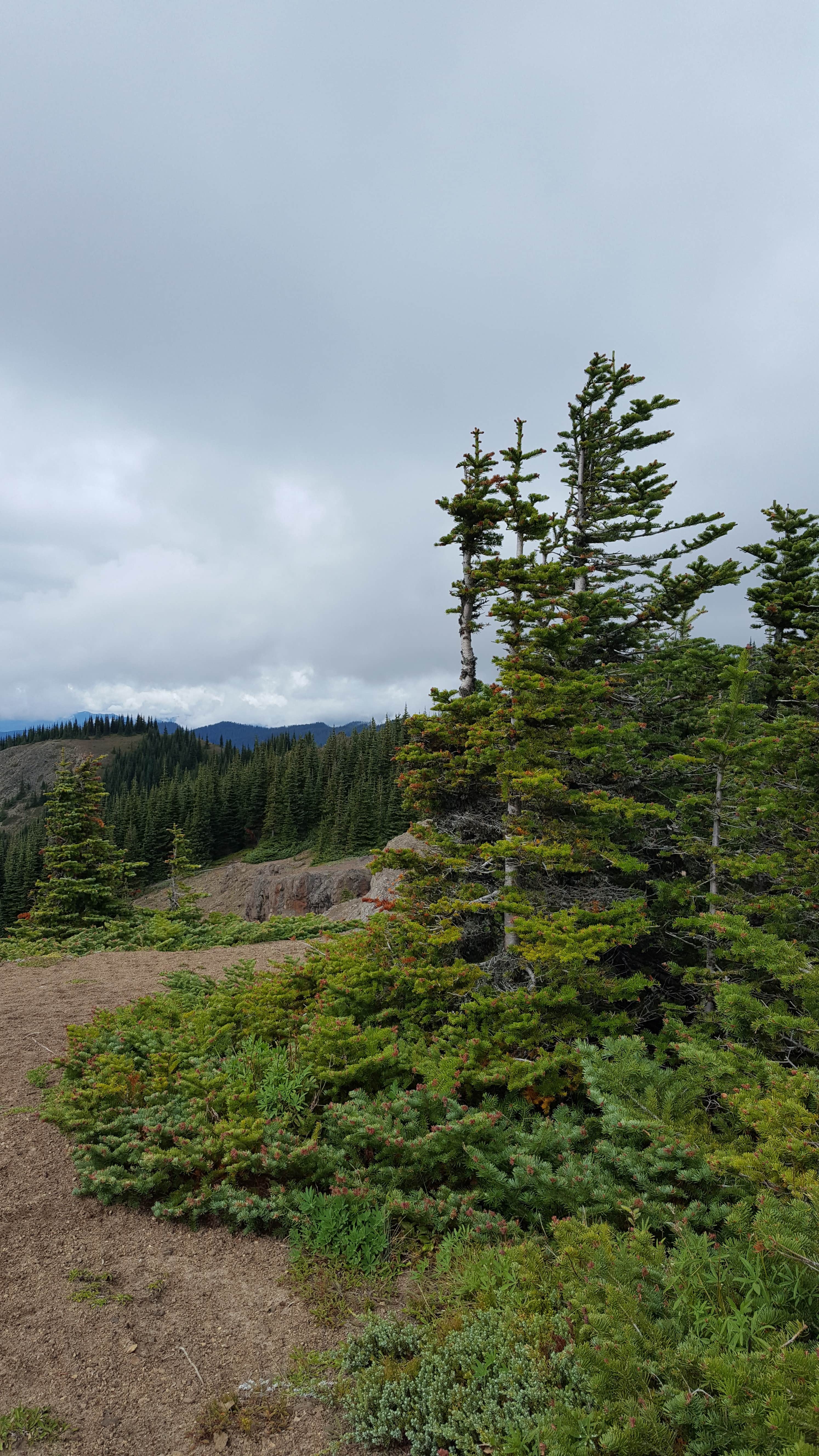 Camper-submitted photo at Corral Pass Campground near Orting, WA