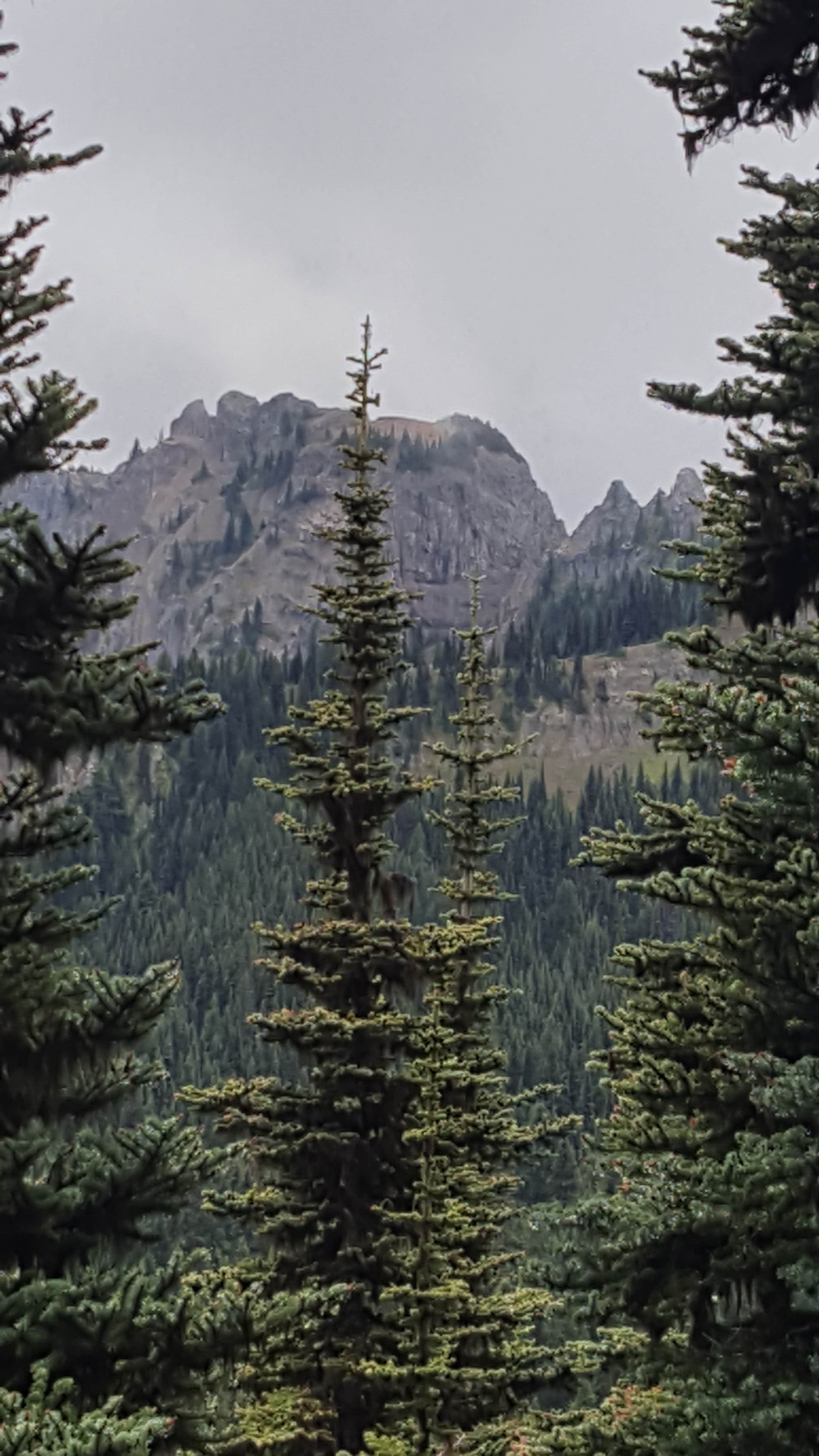 Camper-submitted photo at Corral Pass Campground near Orting, WA