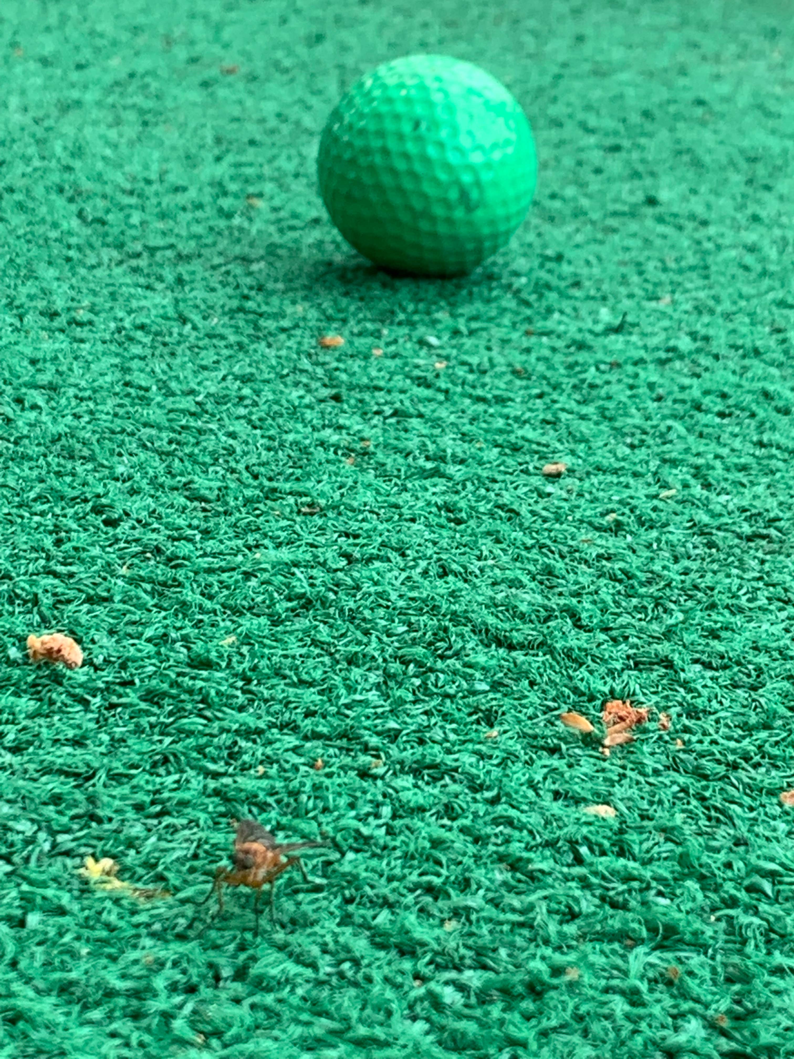 Camper-submitted photo at Wild Acres Tent & Trailer Park near Cape Porpoise, ME