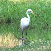 Review photo of Wild Acres Tent & Trailer Park by Tammie M., July 15, 2019