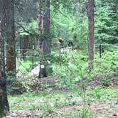 Review photo of Lottis Creek Campground by Justin G., July 15, 2019