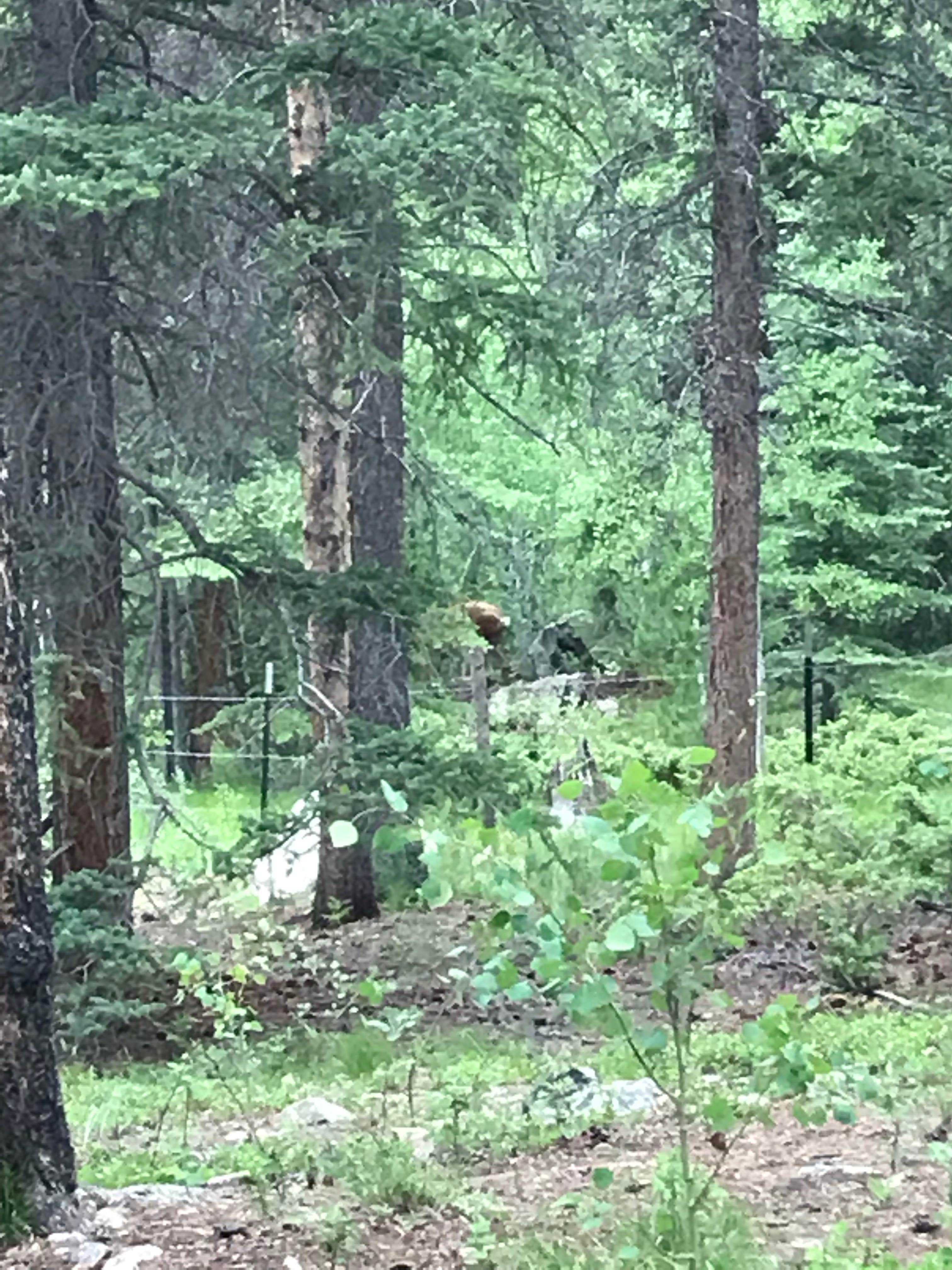 Camper submitted image from Lottis Creek Campground - 5