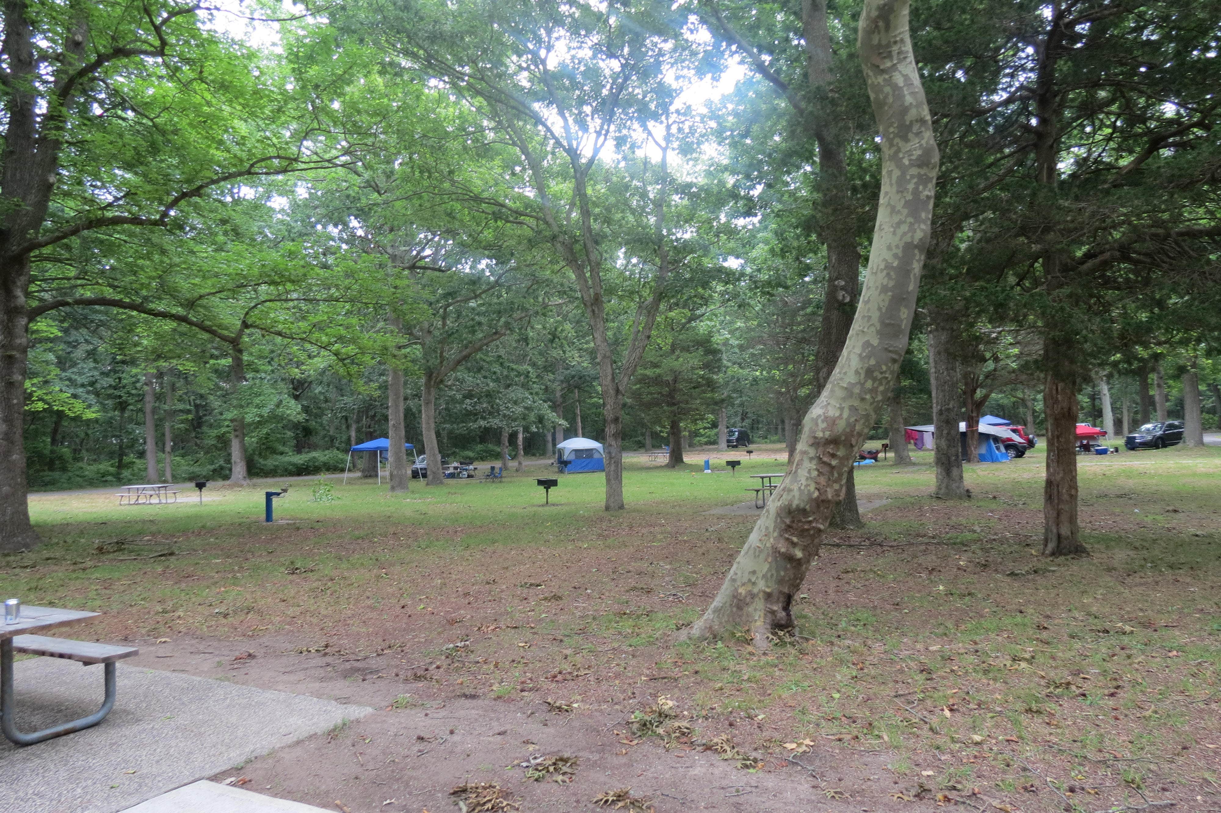 Camper submitted image from Heckscher State Park Campground - 5