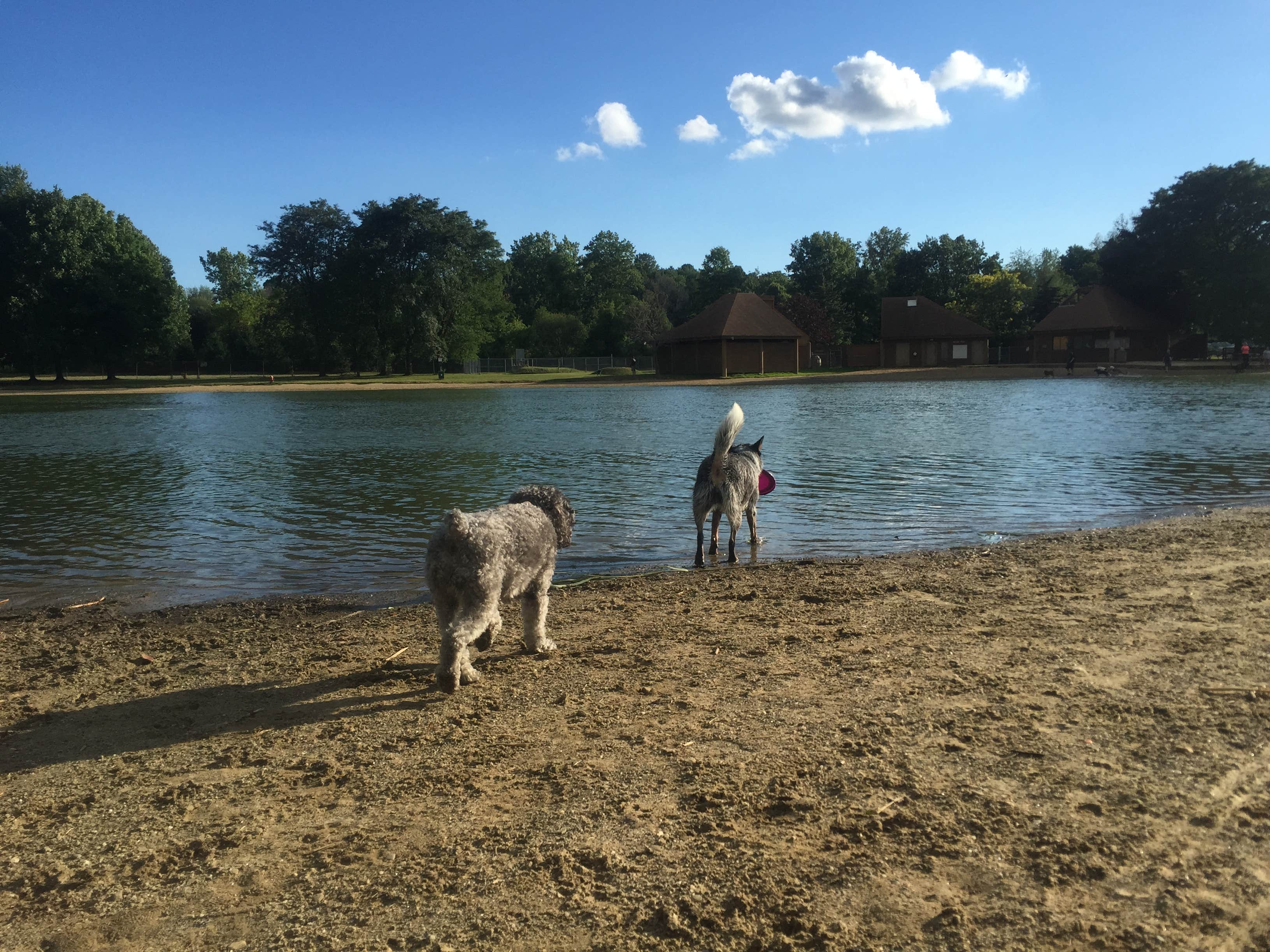 Dog park with its own swimming pond