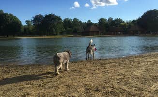 Molly G.'s photo of camping with pets at Silver Springs Campground near Michael J Kirwan Lake