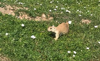 Stacia R.'s photo of camping with pets at Cottonwood Campground — Theodore Roosevelt National Park near Belfield, ND