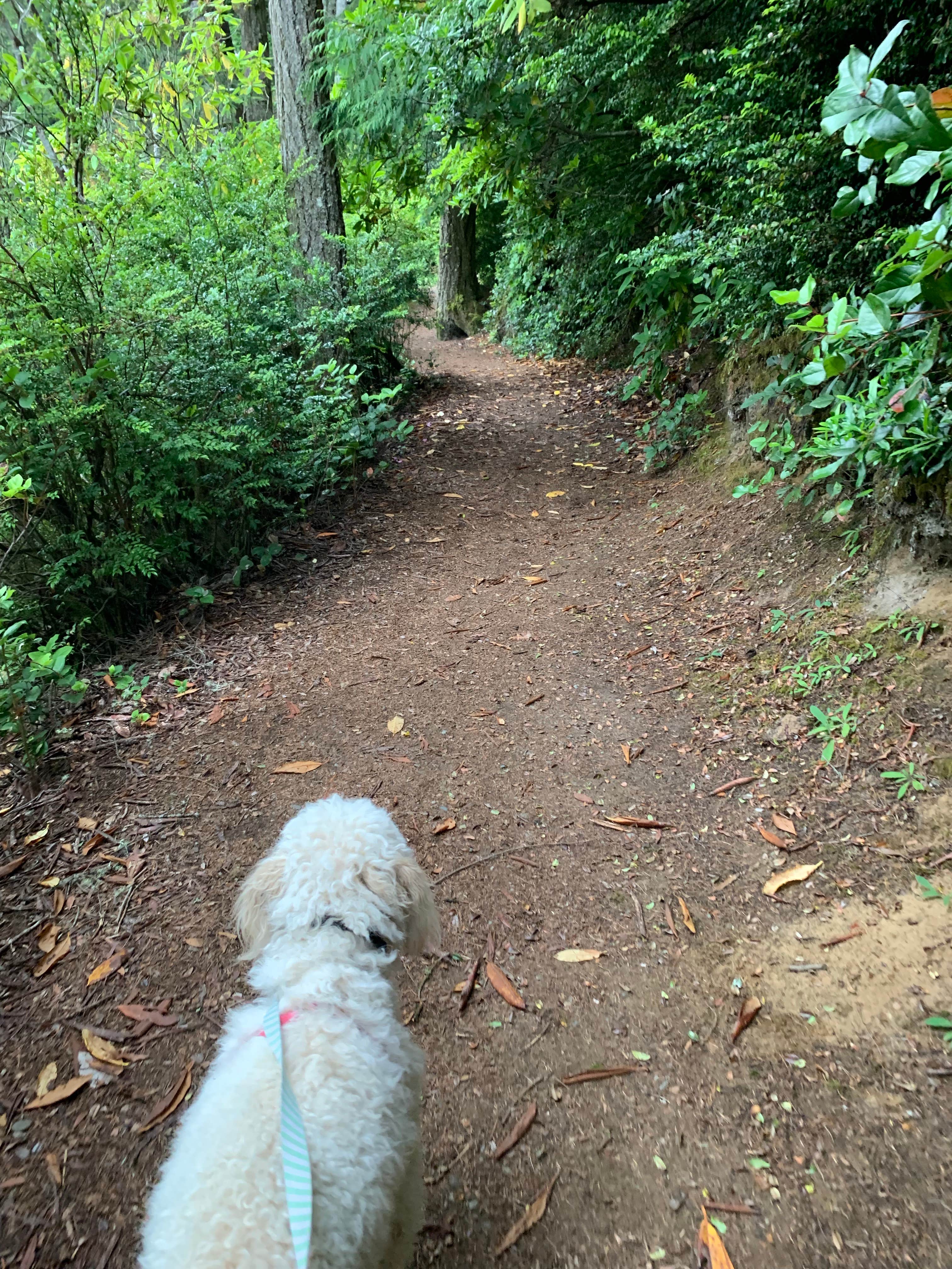Alicia and Cory S.'s photo of camping with pets at Umpqua Lighthouse State Park Campground near Coos Bay, OR