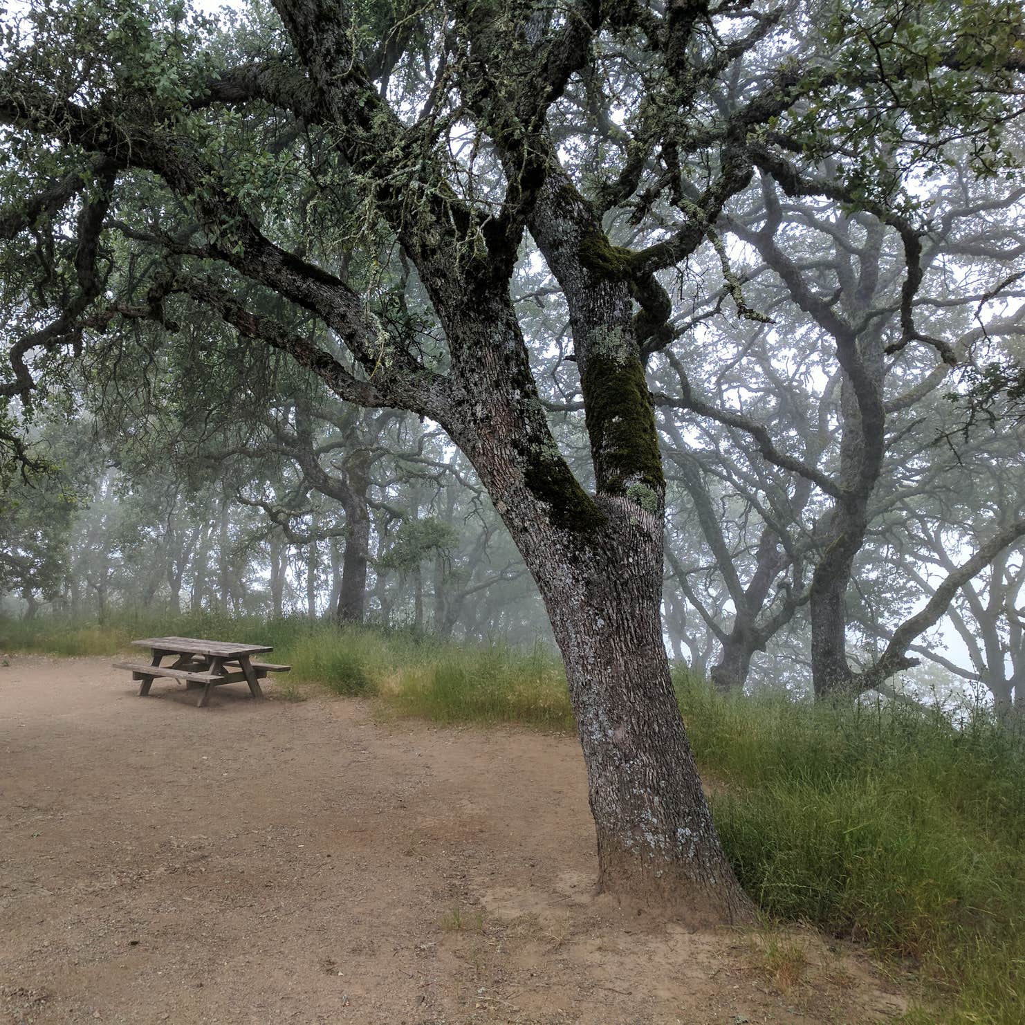 Henry Coe State Park | The Dyrt