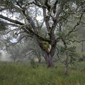 Review photo of Henry Coe State Park by Andre V., July 16, 2019