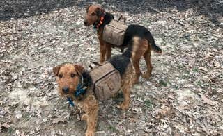 Elisha  P.'s photo of camping with pets at Siloam Springs State Park Campground near Jacksonville, IL