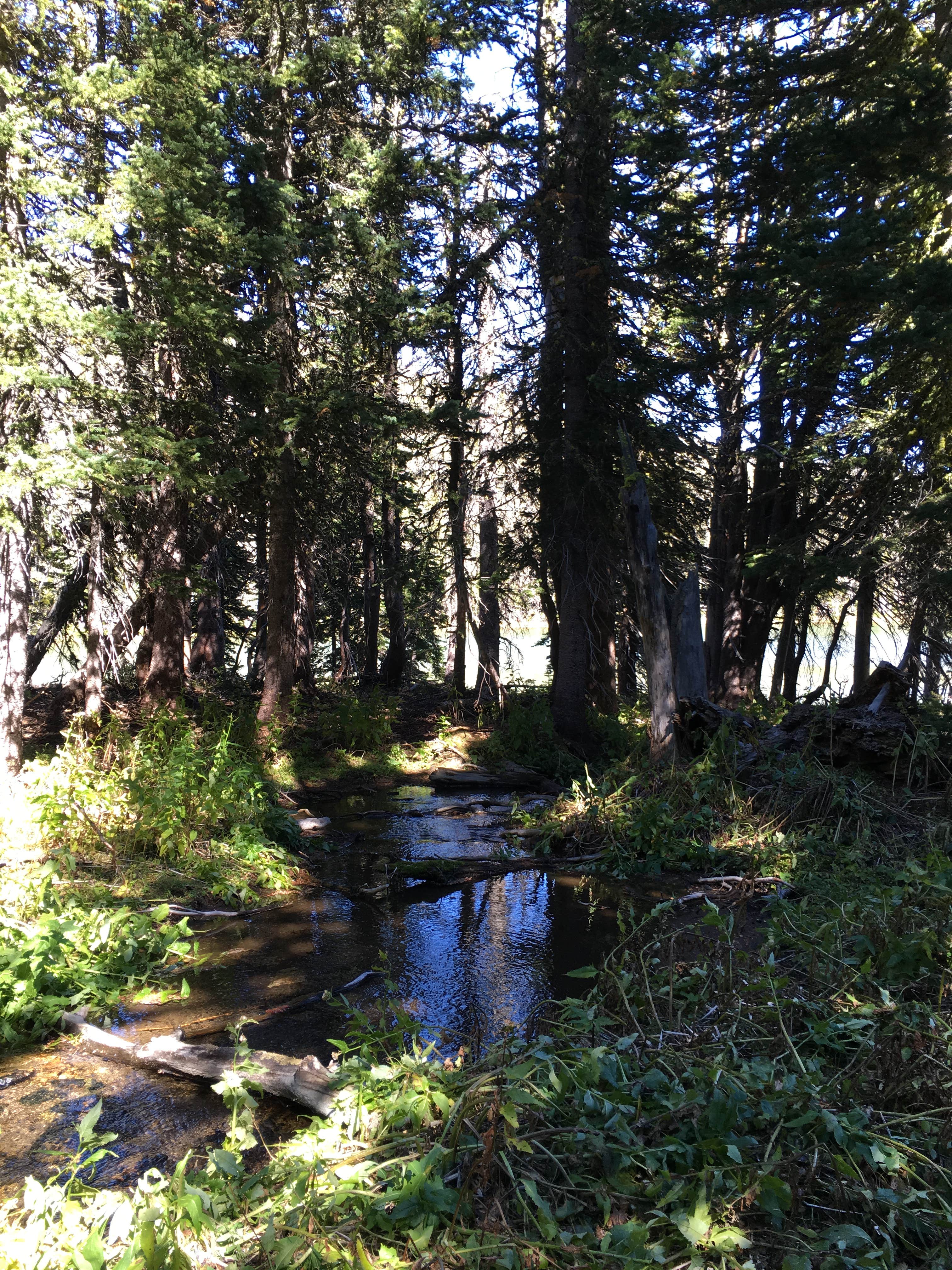 Camper submitted image from Gipsy Lake - 3