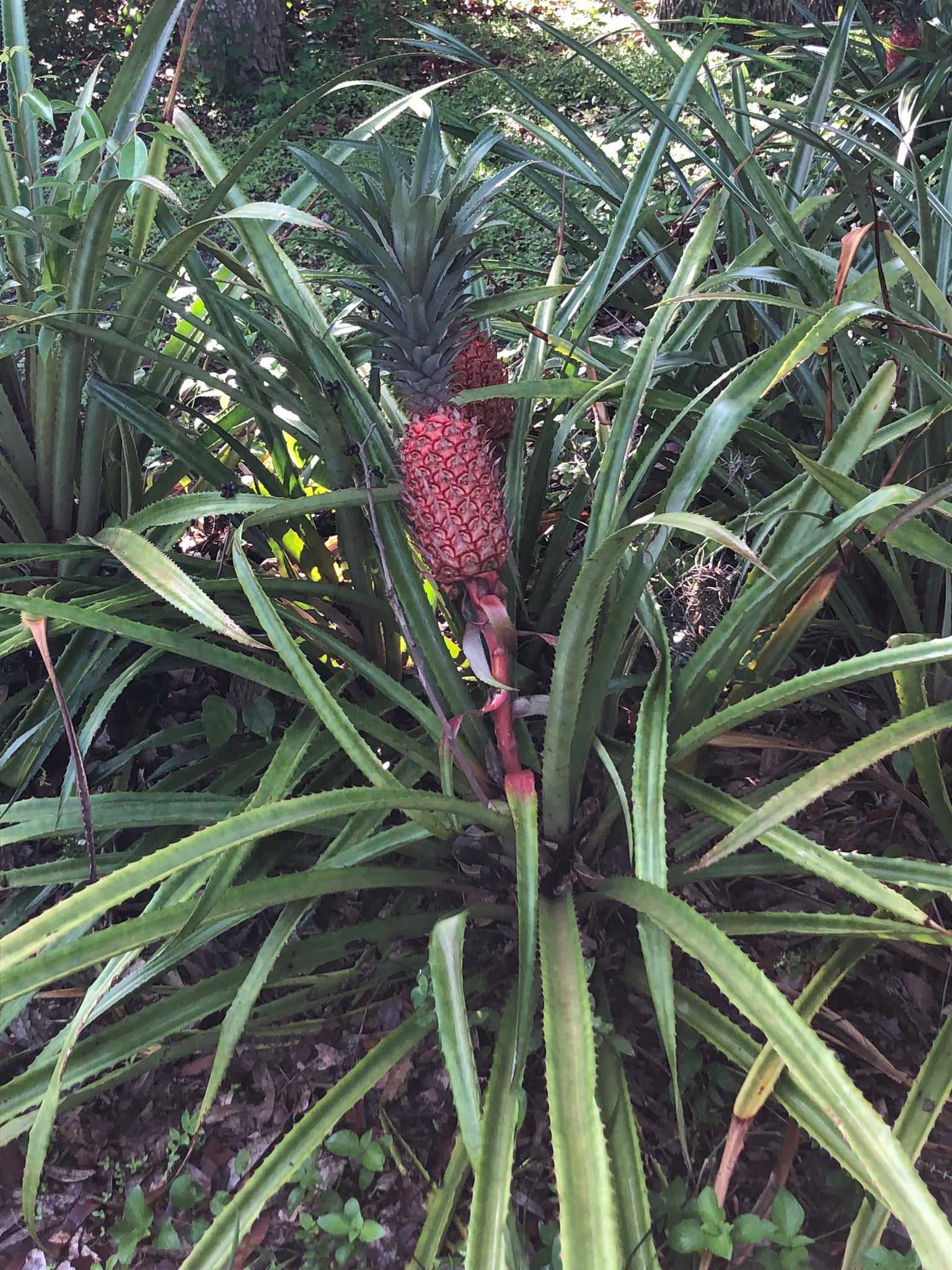 Pineapples near the old settlement area