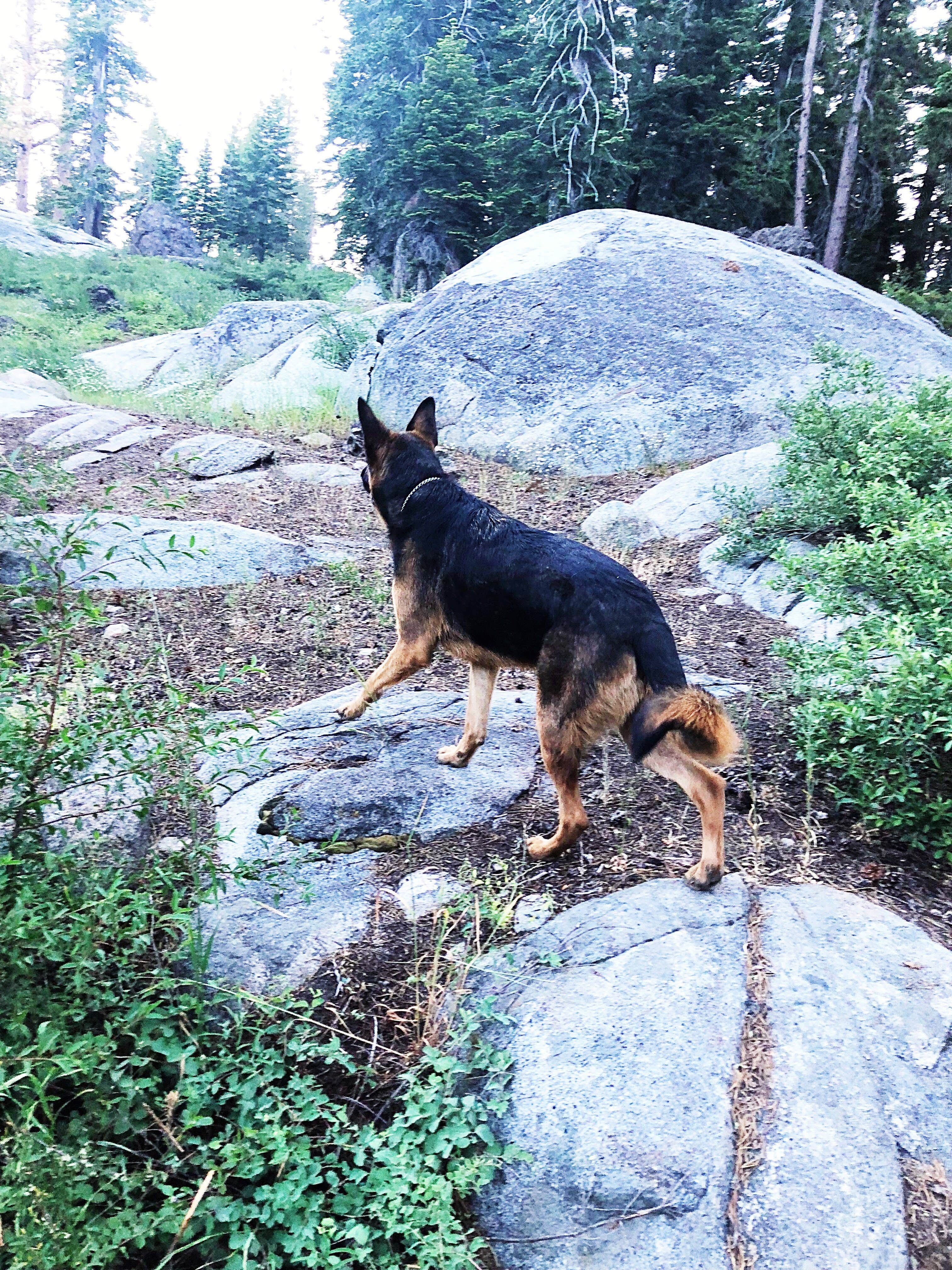 Mike L.'s photo of camping with pets at Silver Lake West near Eldorado National Forest