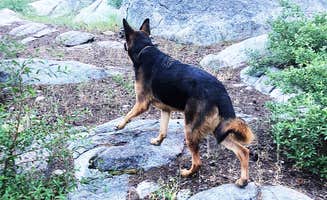 Mike L.'s photo of camping with pets at Silver Lake West near Stanislaus National Forest