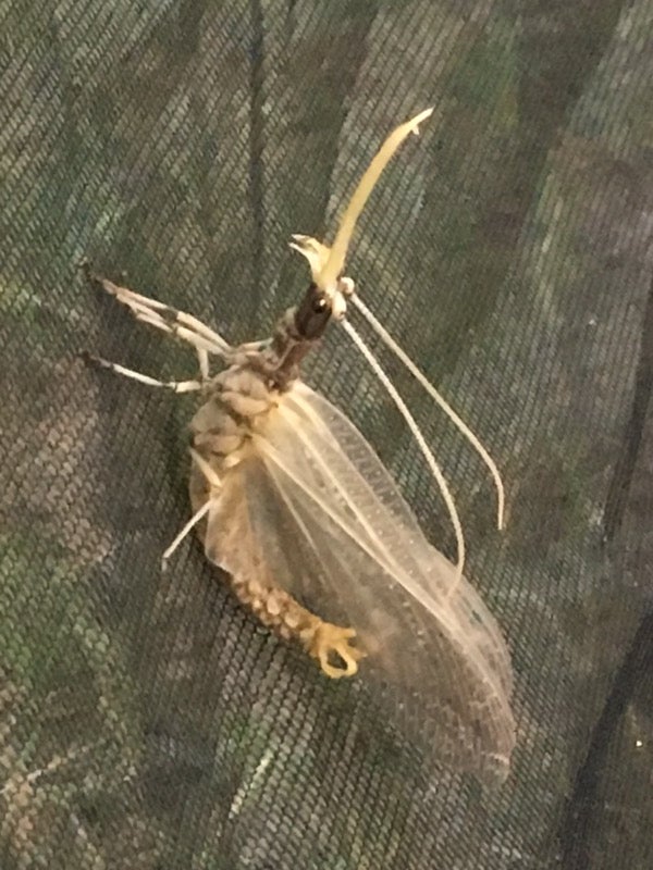 A friendly giant mayfly visited our campsite