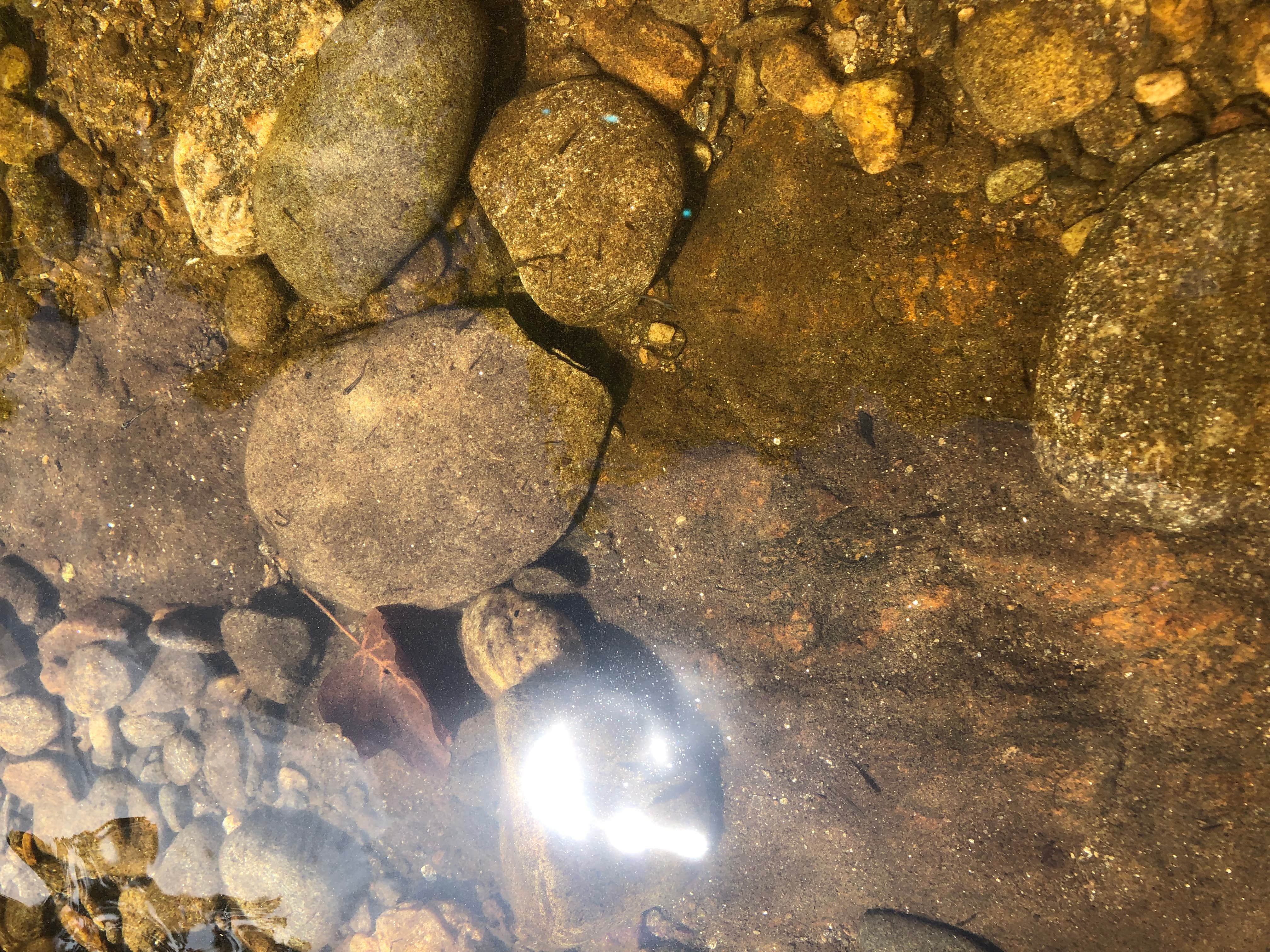 Camper-submitted photo at Carolina Hemlocks Rec Area near Burnsville, NC