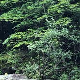 Review photo of Carolina Hemlocks Rec Area by Mary R., July 16, 2019