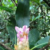 Review photo of Carolina Hemlocks Rec Area by Mary R., July 16, 2019