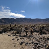 Review photo of Indian Cove Campground — Joshua Tree National Park by Andre V., July 16, 2019