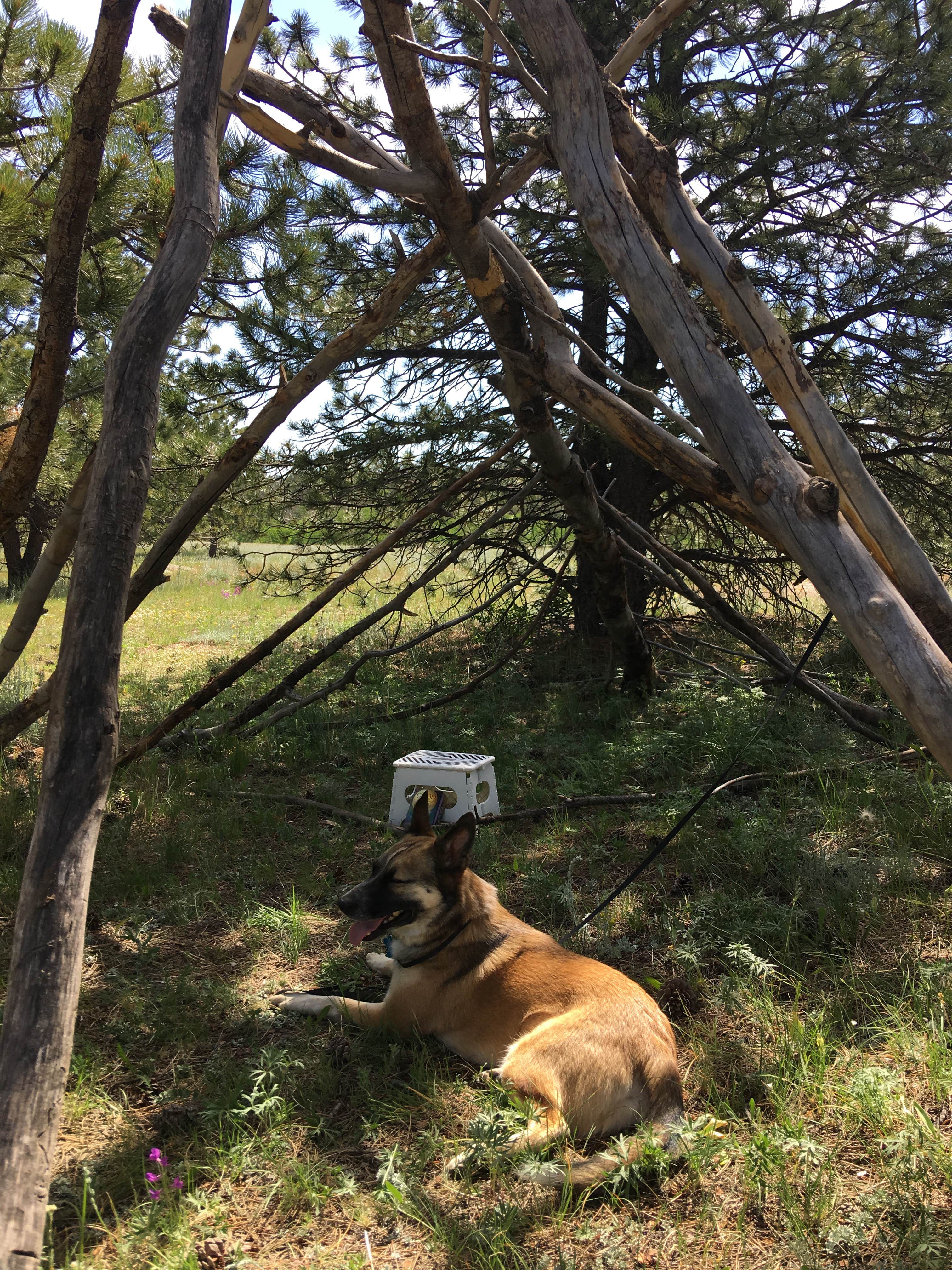 Kathy H.'s photo of camping with pets at Forest Service Road 700 Designated Dispersed Camping near Laramie, WY