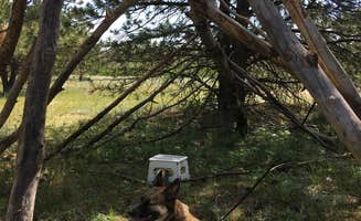 Kathy H.'s photo of camping with pets at Forest Service Road 700 Designated Dispersed Camping in Wyoming