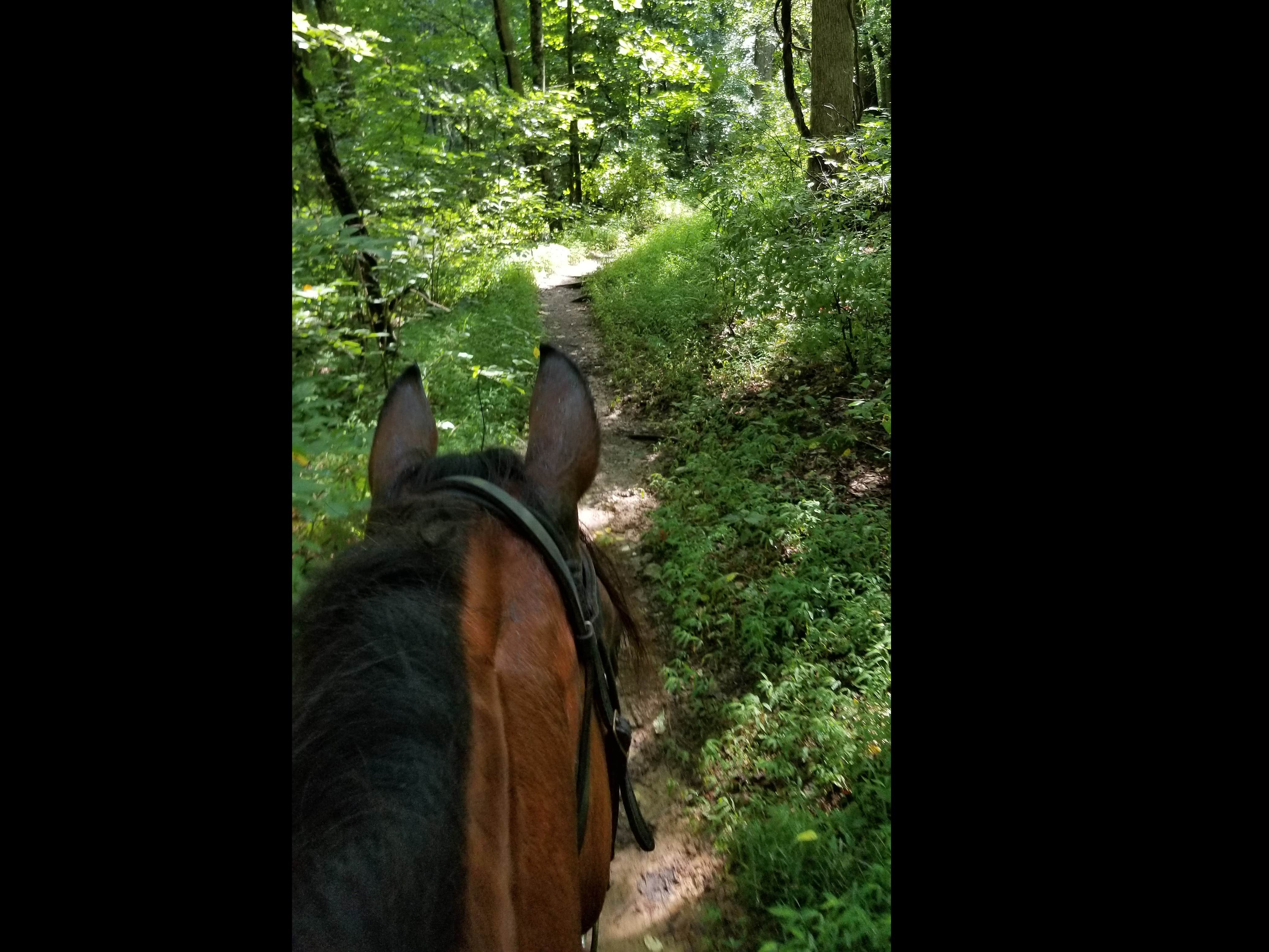 The Dyrt's photo of camping with pets at Temporarily Closed for Camping Due to Construction. Please Check Back near Ridgefield, CT