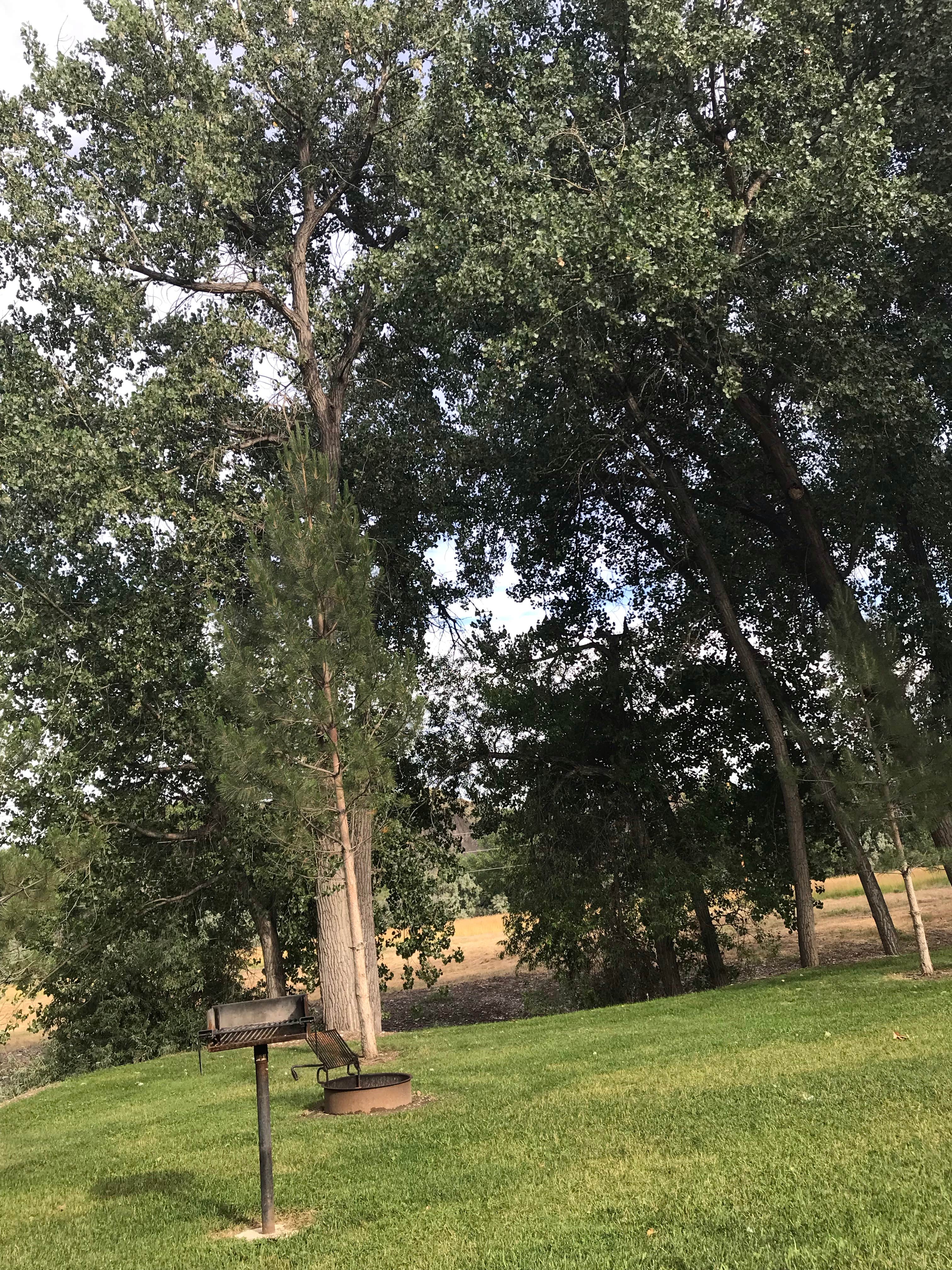 View All