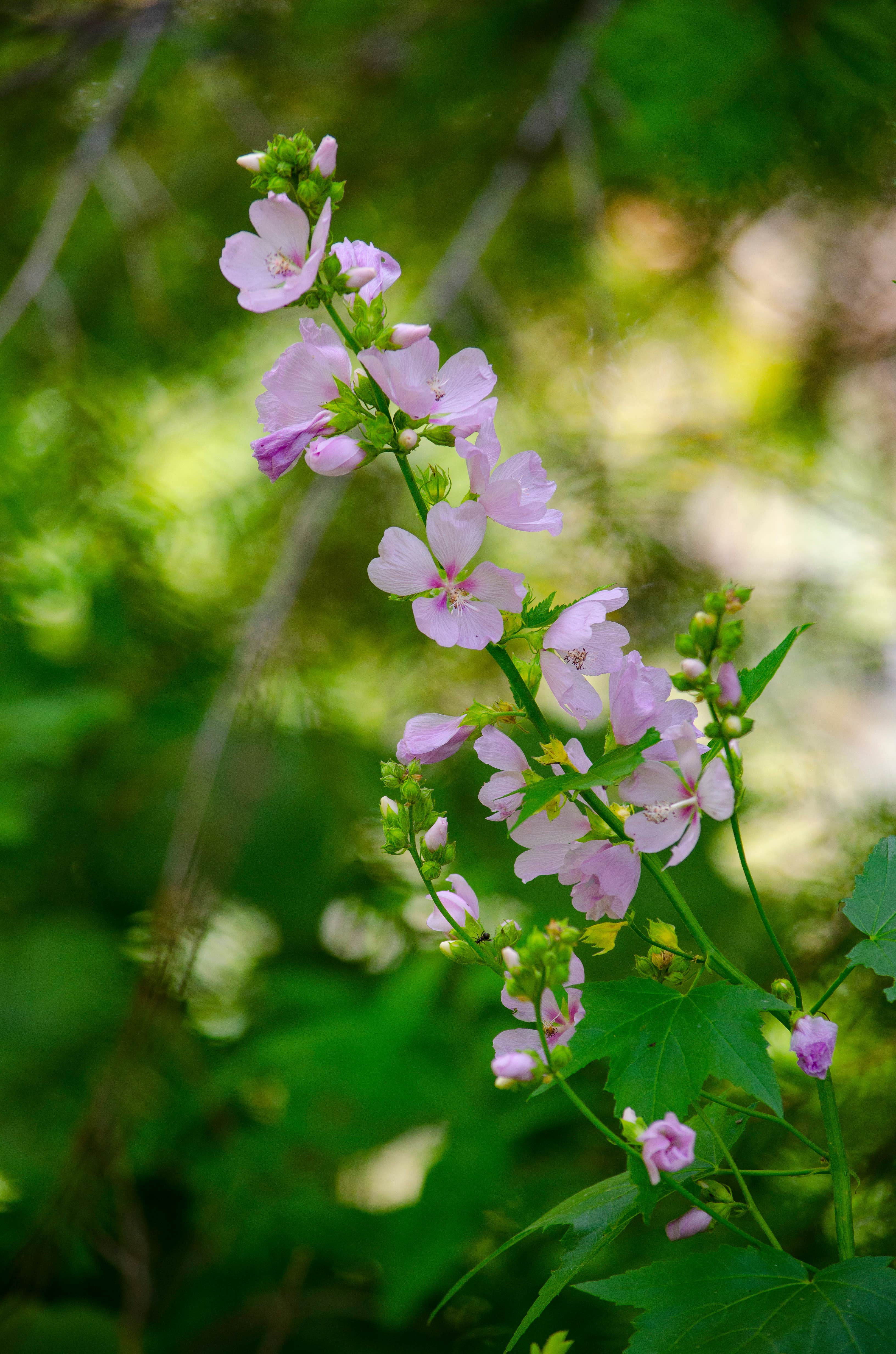 Camper-submitted photo at Tin Can Flat Campground near Saltese, MT