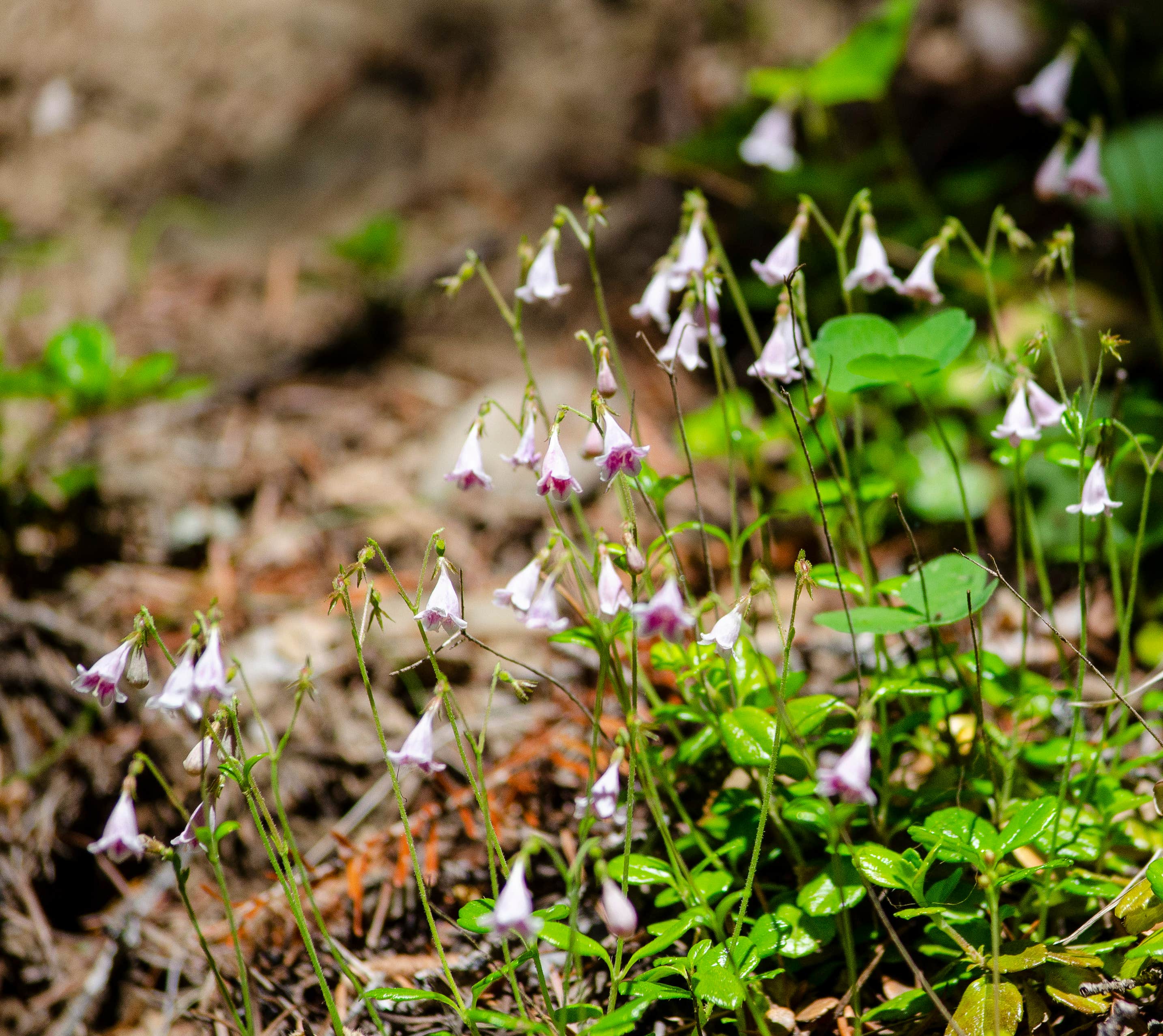 Camping near Mammoth Springs Campground: Fly Flat Campground, De Borgia, Idaho