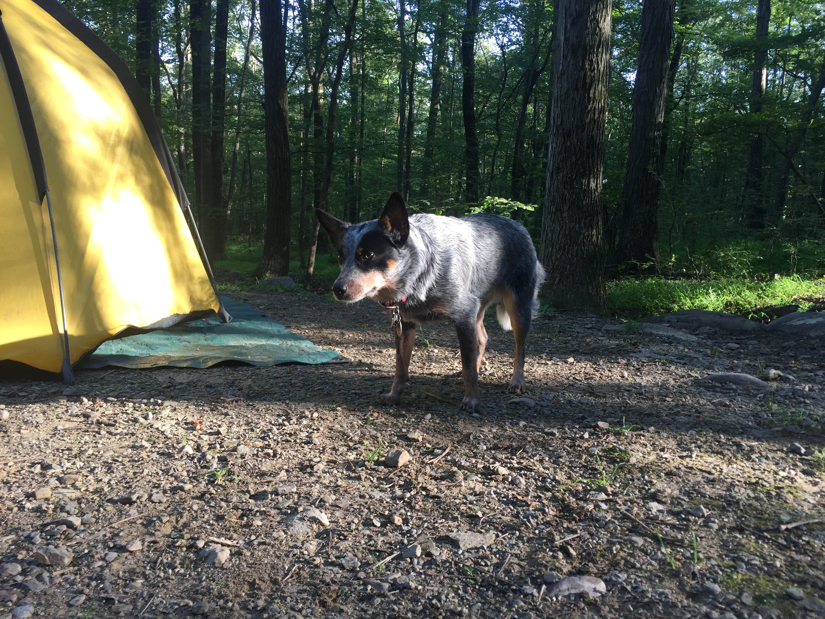 Worthington State Forest Campground — Delaware Water Gap National Recreation Area