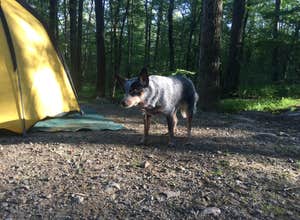 Worthington State Forest Campground — Delaware Water Gap National Recreation Area