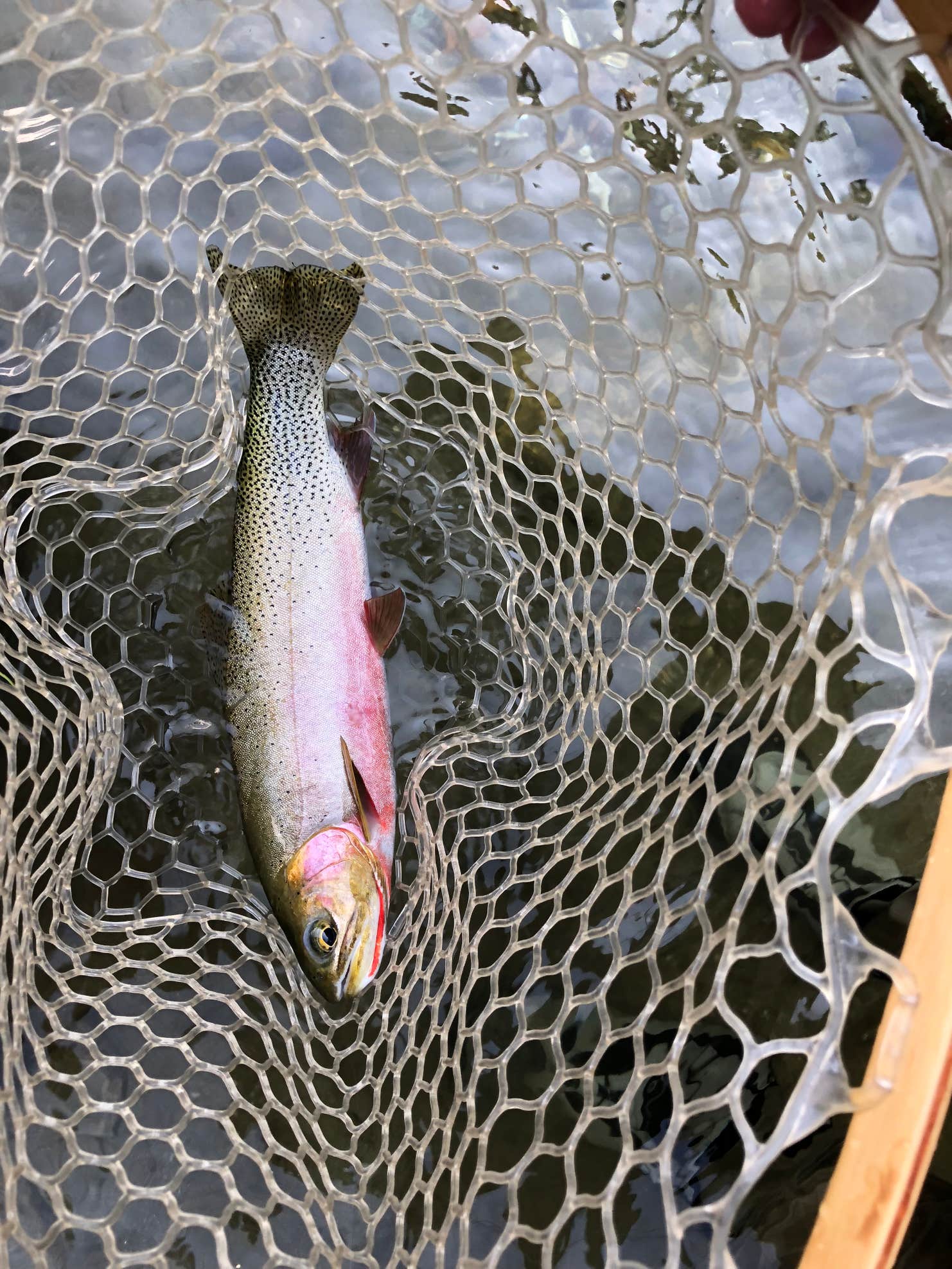Kelly Forks Campground Camping The Dyrt
