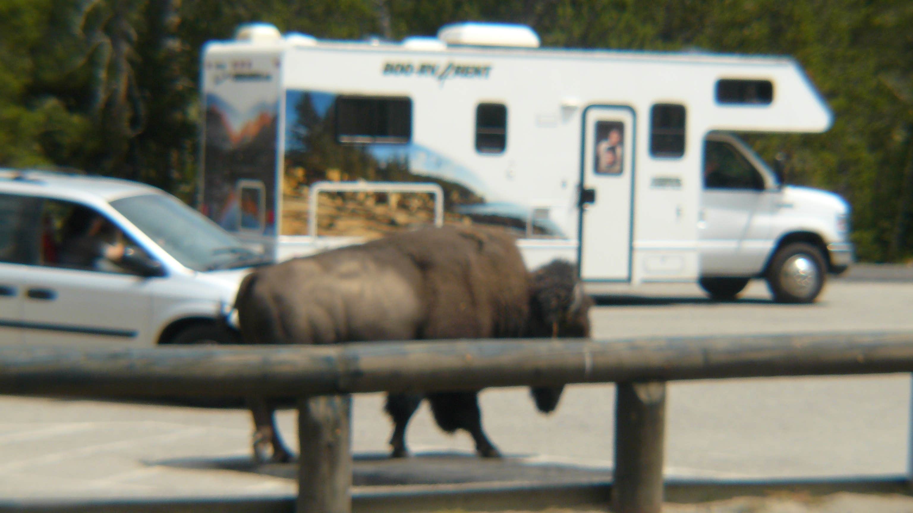 Elliott B.'s photo of rv camping at Mammoth Campground — Yellowstone National Park near Gardiner, MT
