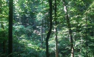 Camping near Ransburg Scout Reservation: Charles C. Deam Wilderness, Heltonville, Indiana